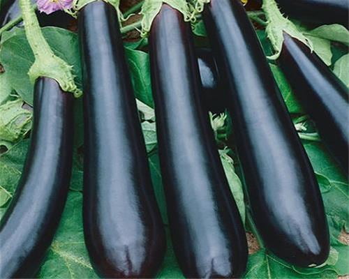 تصویر 2 از فروش بادمجان قلمی درجه 1 + قیمت خرید به صرفه